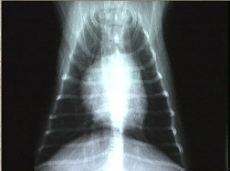 Radiology (X-rays)