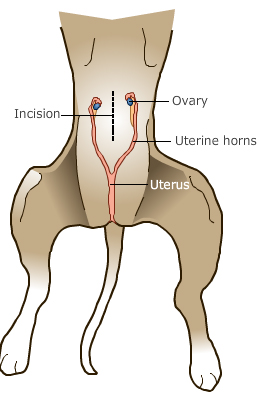 spaying