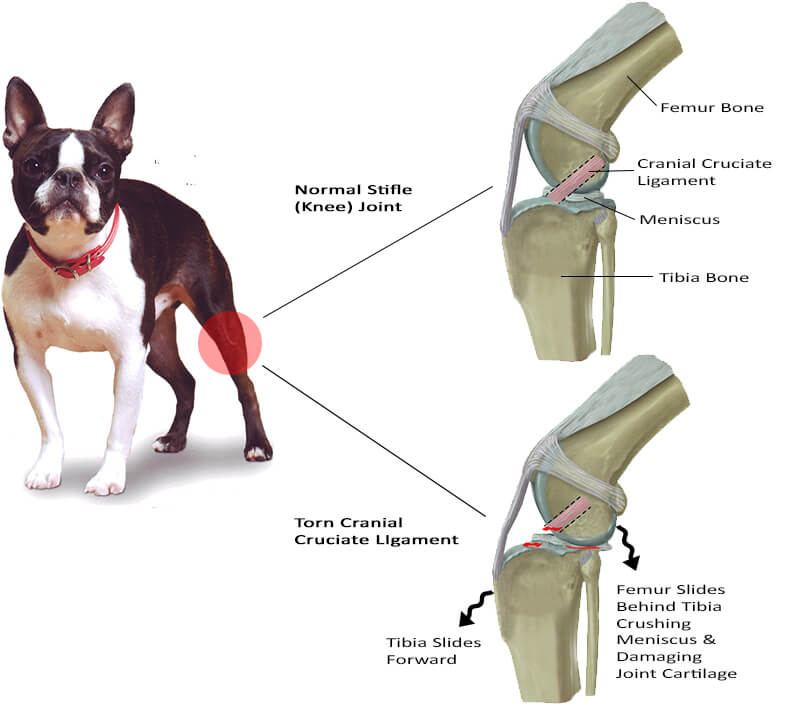 tplo diagram